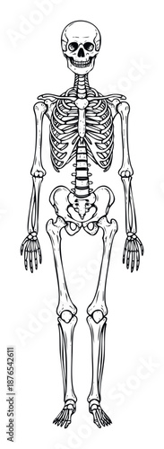 Complete human skeletal structure displayed upright, suitable for anatomical studies, medical education, biology classroom resources, and spooky Halloween event visuals.