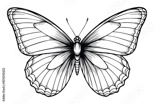 Exquisite hand drawn butterfly with intricately detailed wings and antennae, ideal for elegant nature illustrations, biology educational content, or sophisticated graphic decoration.