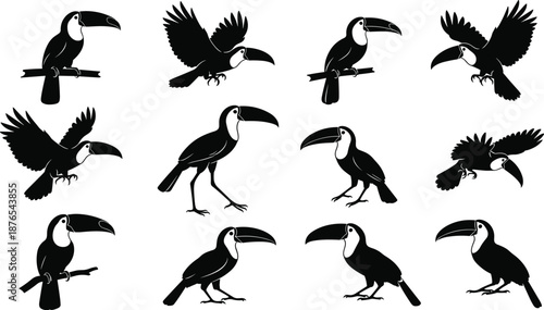 Toucan silhouette, flying pose, perched bird, black vector, tropical wildlife, exotic animal, jungle icon, beak shape, nature, illustrationToucan silhouette, flying pose, perched bird