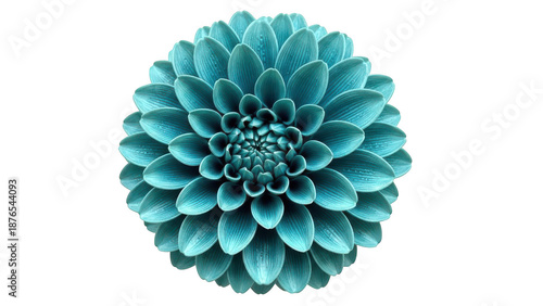 Vibrant teal dahlia-like flower isolated on transparent background