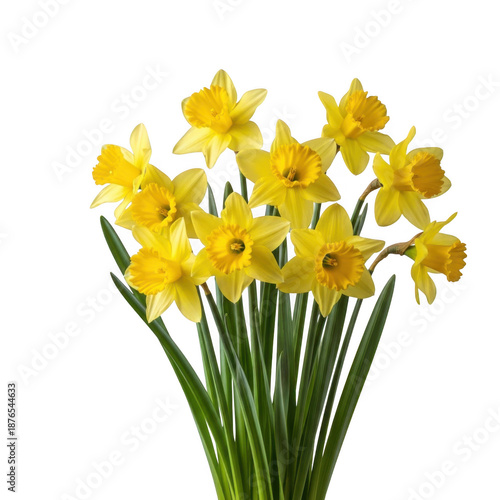 Vibrant daffodil bouquet isolated on transparent background