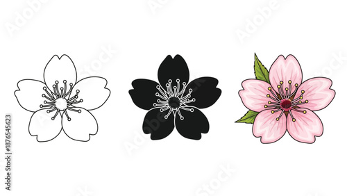 Set of three cherry blossom flower illustrations outline, silhouette and watercolor style