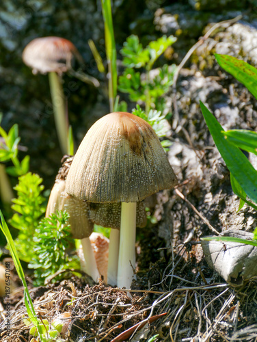 A common micaceous ink cap (Coprinellus micaceus), photographed in Tremosine.