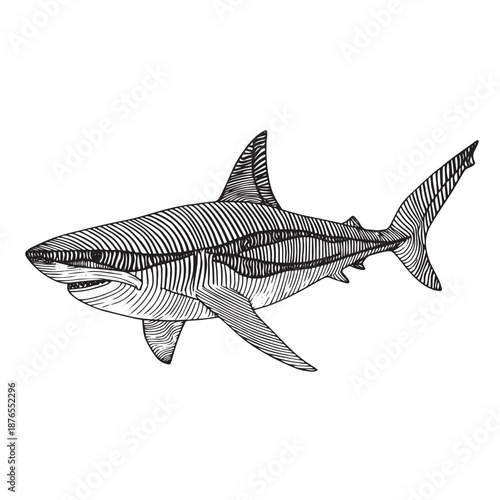 A realistic monochrome engraving of a swimming shark.