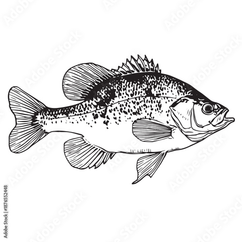 A realistic monochrome engraving of a freshwater crappie fish.