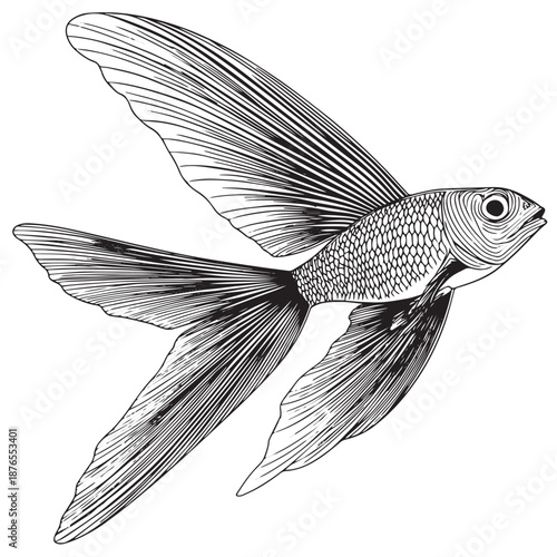 Detailed black and white line art of a flying fish with large fins.