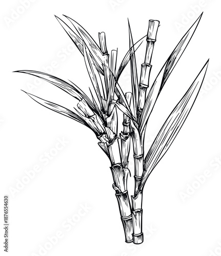 Hand drawn monochrome botanical depiction of robust sugarcane stalks with long pointed leaves, perfect for agricultural product packaging, natural ingredient promotions, or sustainable