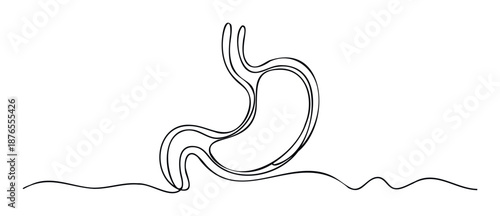 Stomach organ continuous line flowing minimalist shape symbolizing human anatomy and gastroenterology for health awareness campaigns and medical web content