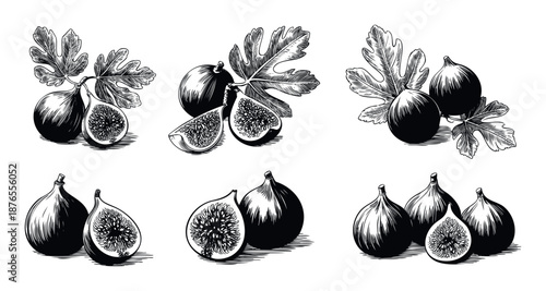 Collection of fresh figs and fig leaves in a detailed botanical drawing style perfect for food industry branding, cooking recipe illustrations, or healthy lifestyle publications.