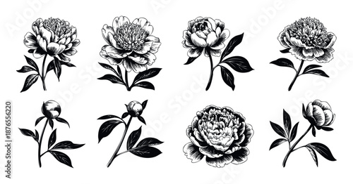 Elegant hand drawn botanical peonies and blooming floral buds with leaves perfect for springtime celebrations, nature inspired branding, wedding invitations, textile prints, and