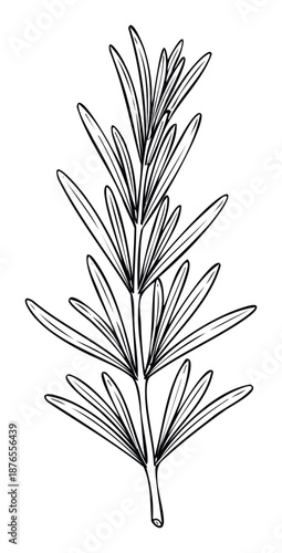 A hand drawn illustration of a fresh rosemary sprig, ideal for culinary blogs, recipe books, herbal product packaging, or natural health publications