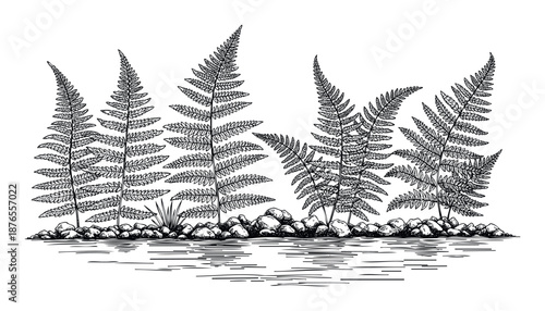 Black and white hand drawn outline sketch of wild fern leaves flourishing on a rocky riverbank next to calm water, perfect for nature themed publications or tranquil scene graphics.