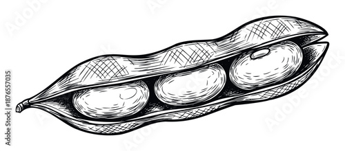 Hand drawn sketch of an open soybean pod revealing three healthy proteinrich beans inside, suitable for food product packaging, agricultural displays, or educational material