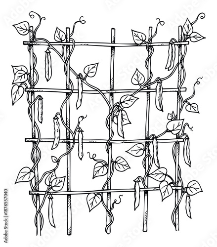 Hand drawn pea plant vines with pods growing on a wooden trellis, perfect for gardening guides, educational resources, and agricultural themed designs.