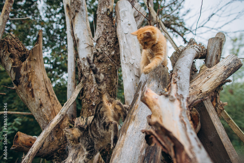Fototapeta premium Kittens playing on rustic wooden structure outdoors