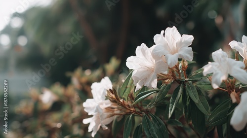 Elegant white flowers blooming in lush greenery on a sunny day Imbolc