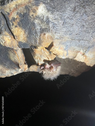 A sleeping bat hangs on a rock