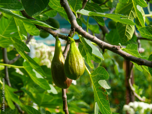 Real figs (Ficus carica), photographed in Tremosine.