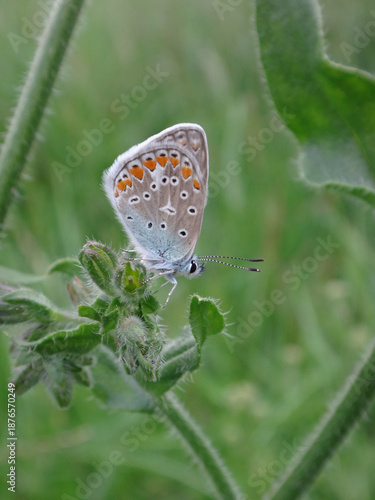 The common blue butterfly (Polyommatus icarus), male sitting on bugloss flower buds