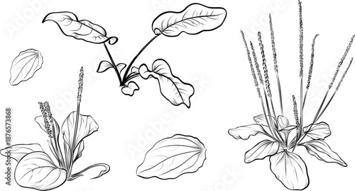 Hand Drawn Plantain Botanical Set in Black and White