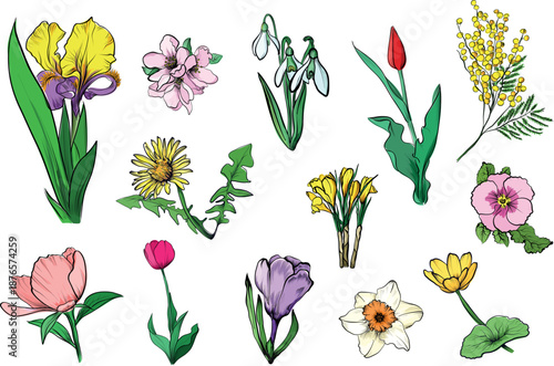 Spring flowers set colored botanical illustration
