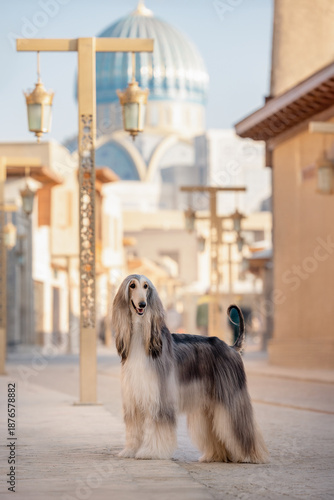 Afghan hound standing on historic street with mosque dome in background, elegant dog in cultural urban travel setting.
