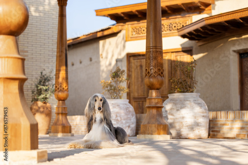 Afghan hound lying in historic oriental courtyard, elegant long-haired dog resting near traditional architecture in warm natural sunlight.