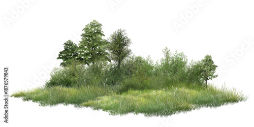 Canvastavla pine tree isolated on white/Lush green meadow with trees, forming a small natural wetland landscape on a white background
