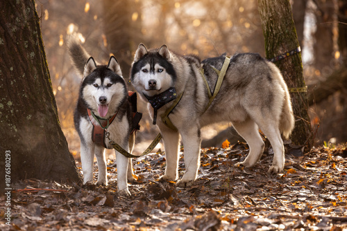 Two Siberian husky dogs standing on leashes in autumn forest, outdoor pet portrait with fallen leaves, natural light and seasonal woodland background.
