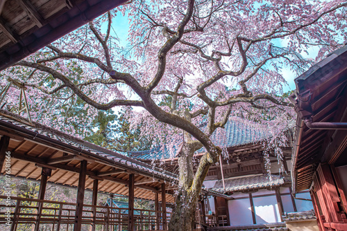 Photos 日本の京都にある十輪寺の　なりひら桜