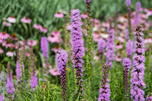 Purple Liatris spicata flower spikes in garden setting among green foliage and pink coneflowers