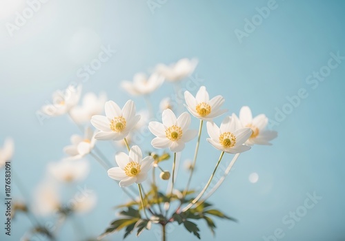 Delicate White Anemone Flowers Blooming Against a Soft Blue Sky.