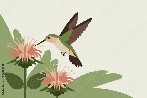 Hummingbird Feeding on Pink Flowers in a Garden, pollination nature concept with copy space
