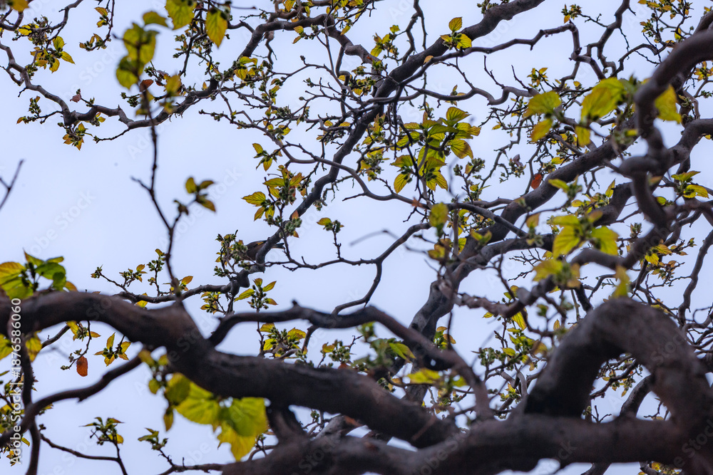 Fototapeta premium Mulberry trees in spring grow tender green leaves and mulberries
