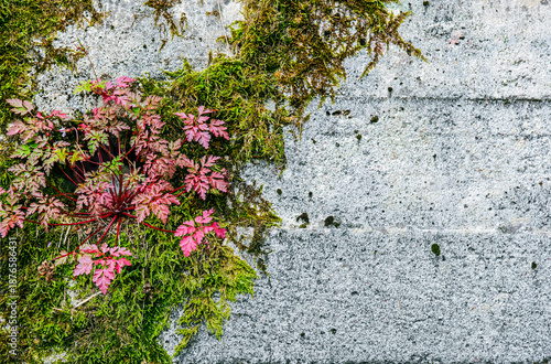 Resilient red plant and green moss growing on a concrete wall with copy space. Abstract textured stone background representing nature in the city.