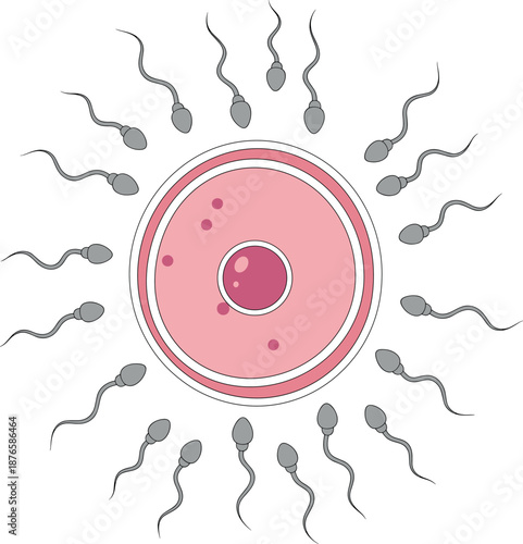 Sperm cell swimming towards human egg cell vector illustration