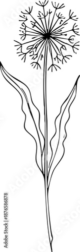 A minimalist line art illustration of a dandelion on transparent background