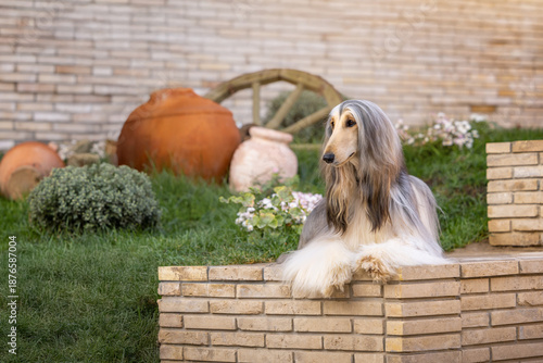 Afghan hound lying in sunlit historic courtyard, elegant long-haired dog resting among traditional oriental architecture.