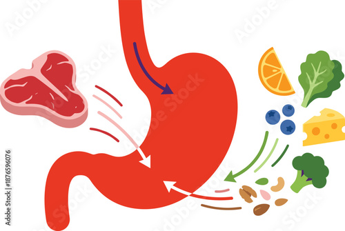 Human stomach anatomy with healthy food and meat for digestion concept including fruits vegetables nuts and cheese for nutrition medical healthcare and wellness education