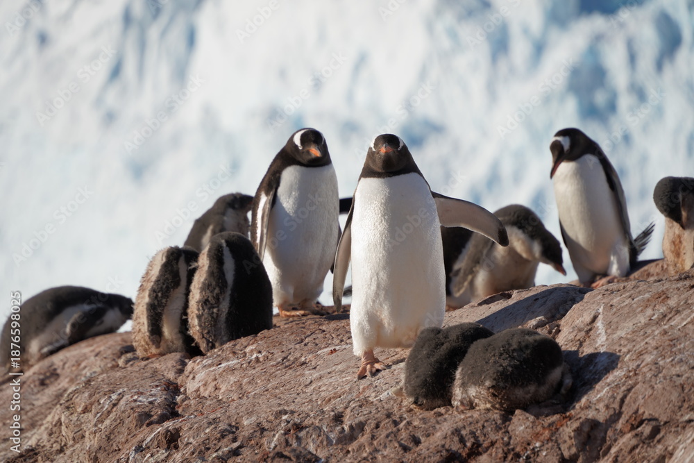 Fototapeta premium Gentoo penguin colony with offspring on a rock