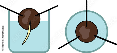 Position of the avocado seed for germination in water