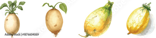Watercolor jicama vegetable set, Mexican turnip, yam bean. Isolated on white background