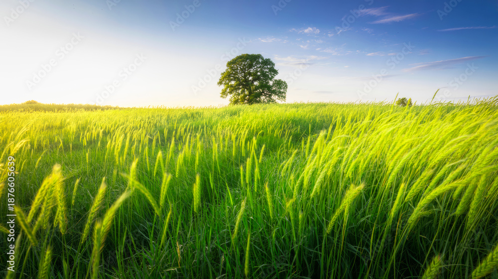 Fototapeta premium green wheat field