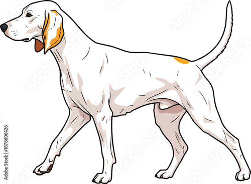 Porcelaine dog walking relaxed movement pose side view