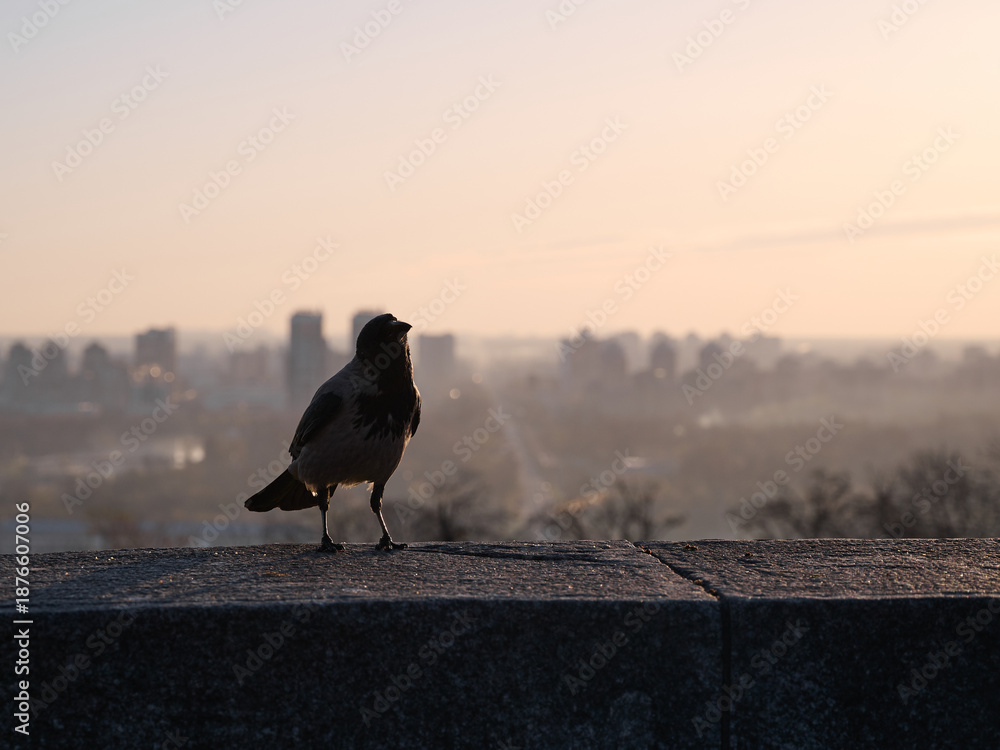 Fototapeta premium Silhouette of a gray crow on a concrete parapet against the background of a blurred cityscape at dawn. Kyiv, Ukraine.