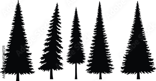 Conifer tree silhouette set, black vector shapes, pine and fir design, editable nature illustration, forest reference, outdoor branding