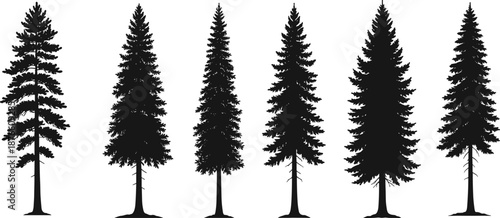Conifer tree silhouette collection, black vector shapes, pine and fir design, editable nature illustration, forest reference, outdoor art
