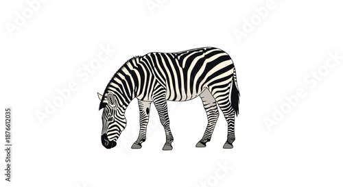 Black and White Striped Zebra Grazing.