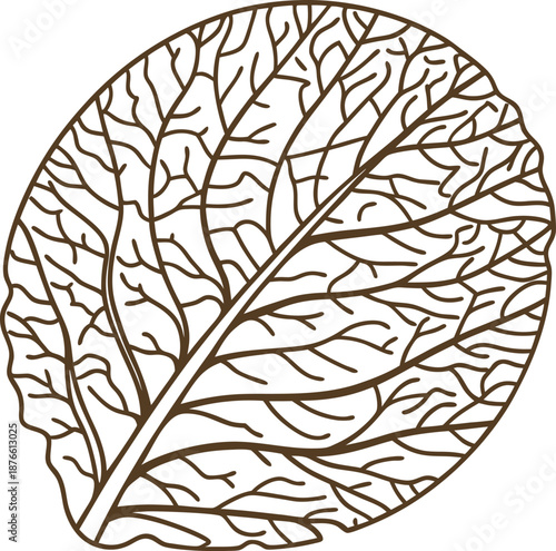 Intricate cabbage leaf outline with detailed vein patterns, natural organic vegetable illustration