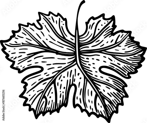 Detailed black and white illustration of a grapevine leaf with veins and textured edges